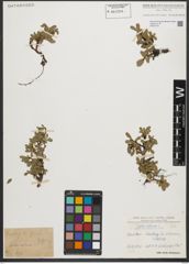 Foto von Salix retusa L.